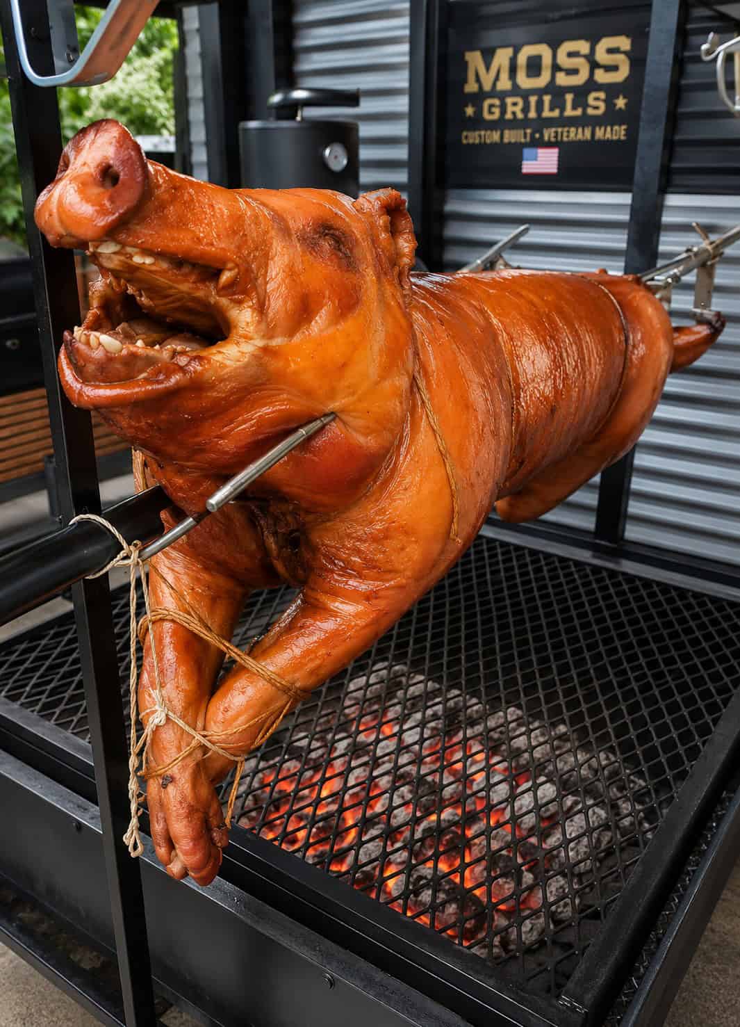 pig2